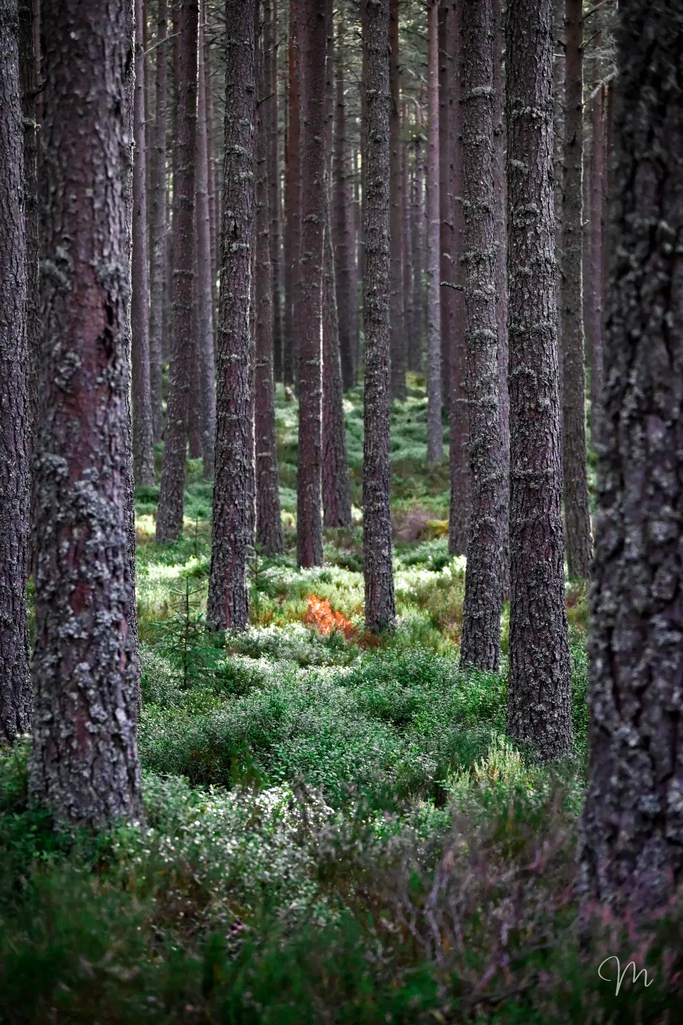 Classic Scotland Gallery Image